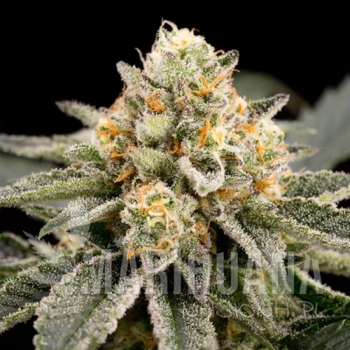 zombie-bride-feminized-cannabis-seeds.jpg