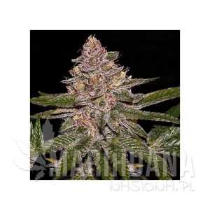 Radical Juice - RIPPER SEEDS