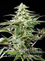 Rich Candy CBD - PHILOSOPHER SEEDS