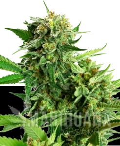 Blackberry Cake - SENSI SEEDS