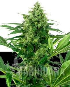 Banana Frosting - SENSI SEEDS