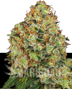 Sweet Tangerine Tango Auto - WHITE LABEL