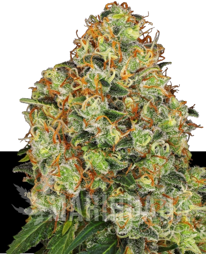 automatyczne-sweet-tangerine-tango-xl.png
