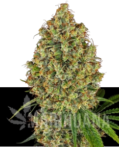 AK-420 - WHITE LABEL