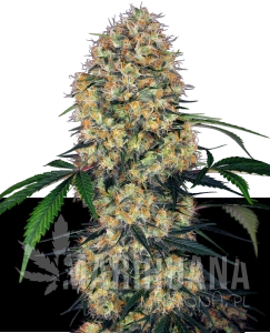 Sensi Amnesia XXL Auto - SENSI SEEDS