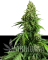 automatyczne-honey-melon-kush-xl.png