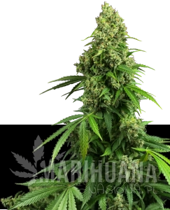 Honey Melon Kush Auto - SENSI SEEDS
