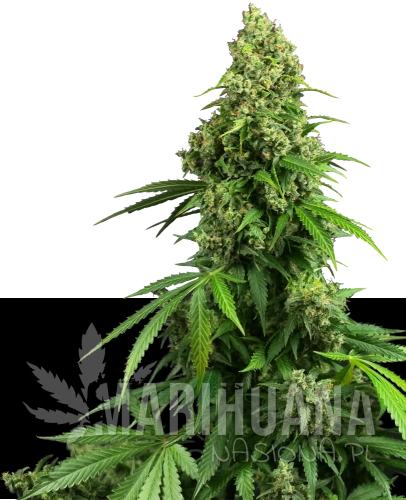 automatyczne-honey-melon-kush-xl.png