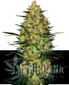 automatyczne-caramellow-kush-xl.png