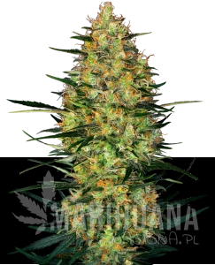 Caramellow Kush Auto - SENSI SEEDS