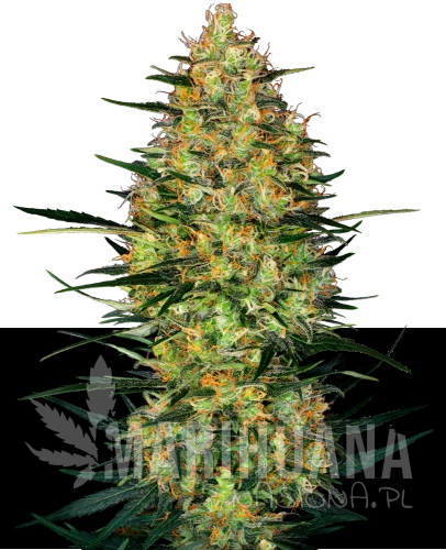 automatyczne-caramellow-kush-xl.png