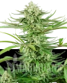 feminizowane-cashew-kush -xl.png