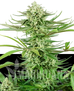 Cashew Kush - SENSI SEEDS