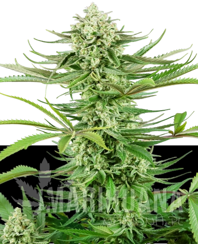 feminizowane-cashew-kush -xl.png