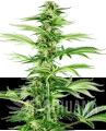 feminizowane-honey-melon-haze-xl.png