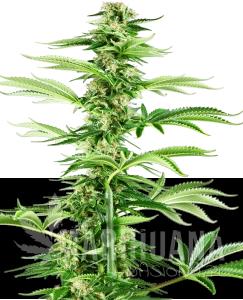 Honey Melon Haze - SENSI SEEDS
