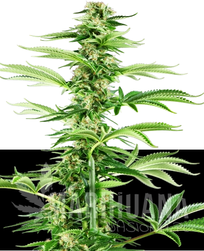 feminizowane-honey-melon-haze-xl.png