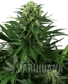 honey-melon-kush-feminizowane-xl.png