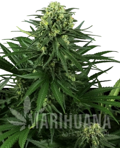 Honey Melon Kush - SENSI SEEDS