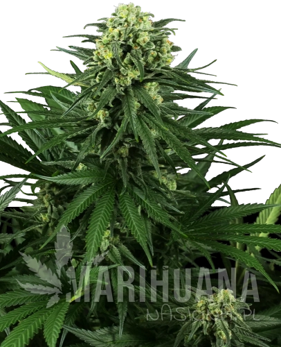 honey-melon-kush-feminizowane-xl.png