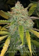 purple-sunset-auto-philosopher-seeds-1.jpg