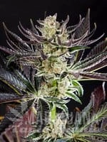 Purple Punch x Do-Si-Dos - PHILOSOPHER SEEDS
