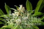Da Critical - PHILOSOPHER SEEDS