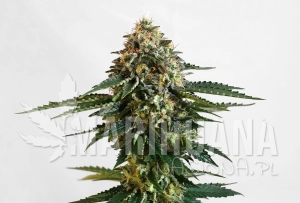 Kannabia THCV - KANNABIA SEED
