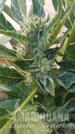 Banana Zkittlez Auto - PHILOSOPHER SEEDS