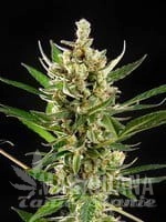 wedding-cake-auto-philosopher-seeds-1.jpg