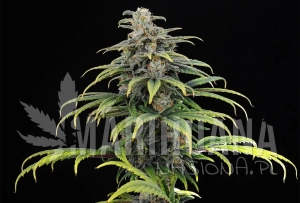 Kannabia CBG Auto - KANNABIA SEED
