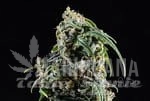 kannabia-cbdv-auto-kannabia-seed-1.jpg