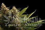 Colombian Jack - KANNABIA SEED