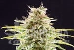 Super OG Kush - KANNABIA SEED