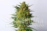 super-ak-kannabia-seed-1.jpg