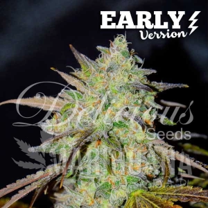 Marmalate Early Version - DELICIOUS SEEDS