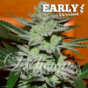 Unknown Kush Early Version - DELICIOUS SEEDS