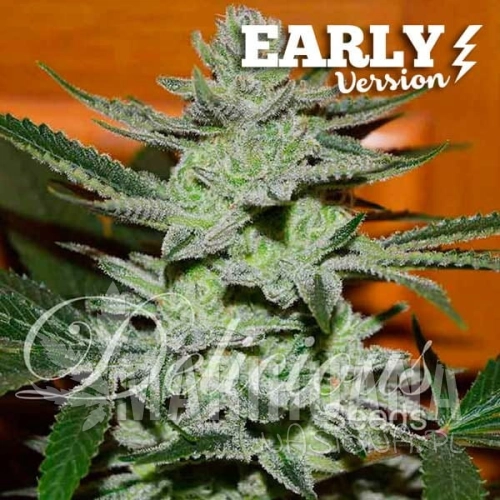 unknown-kush-early_version_4.jpg