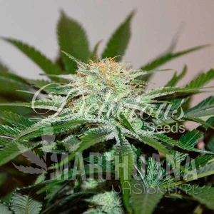 Descojack - DELICIOUS SEEDS