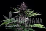 Swiss Dream Rosé CBD Auto - KANNABIA SEED
