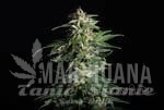 Swiss Dream CBD Auto - KANNABIA SEED
