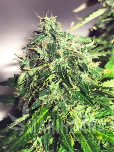 Auto Cannabis Light - MINISTRY OF CANNABIS