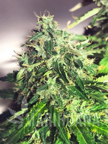 Auto Cannabis Light - MINISTRY OF CANNABIS.jpg