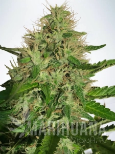 Cannabis Light - MINISTRY OF CANNABIS
