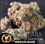 Devil's Glue - DEVIL'S HARVEST