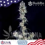 Buddha Cookie - BUDDHA SEEDS