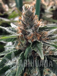 God's Glue - MINISTRY OF CANNABIS