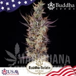 Buddha Gelato - BUDDHA SEEDS