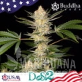 buddha-dosi2-buddha-seeds-1.jpg