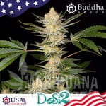 Buddha DoSi2 - BUDDHA SEEDS